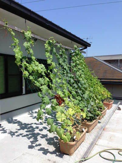 緑カーテンじゃーん